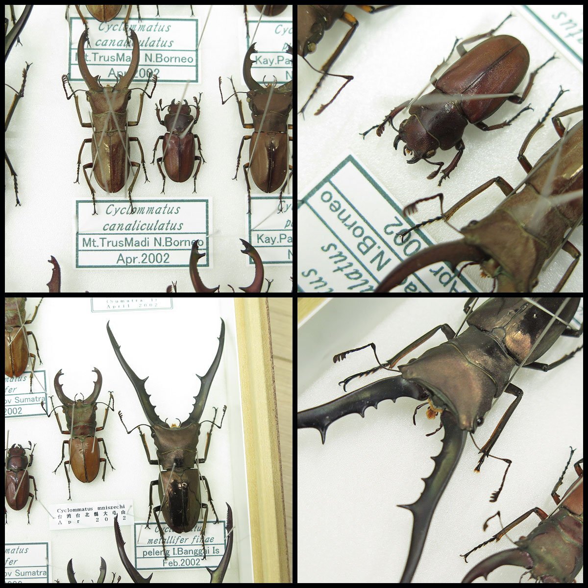 ●9) 計48匹 昆虫標本 メタリフェルホソアカクワガタ・エラフスホソアカクワガタ・アラガールホソアカクワガタなど【現状品】クワガタ虫の画像9
