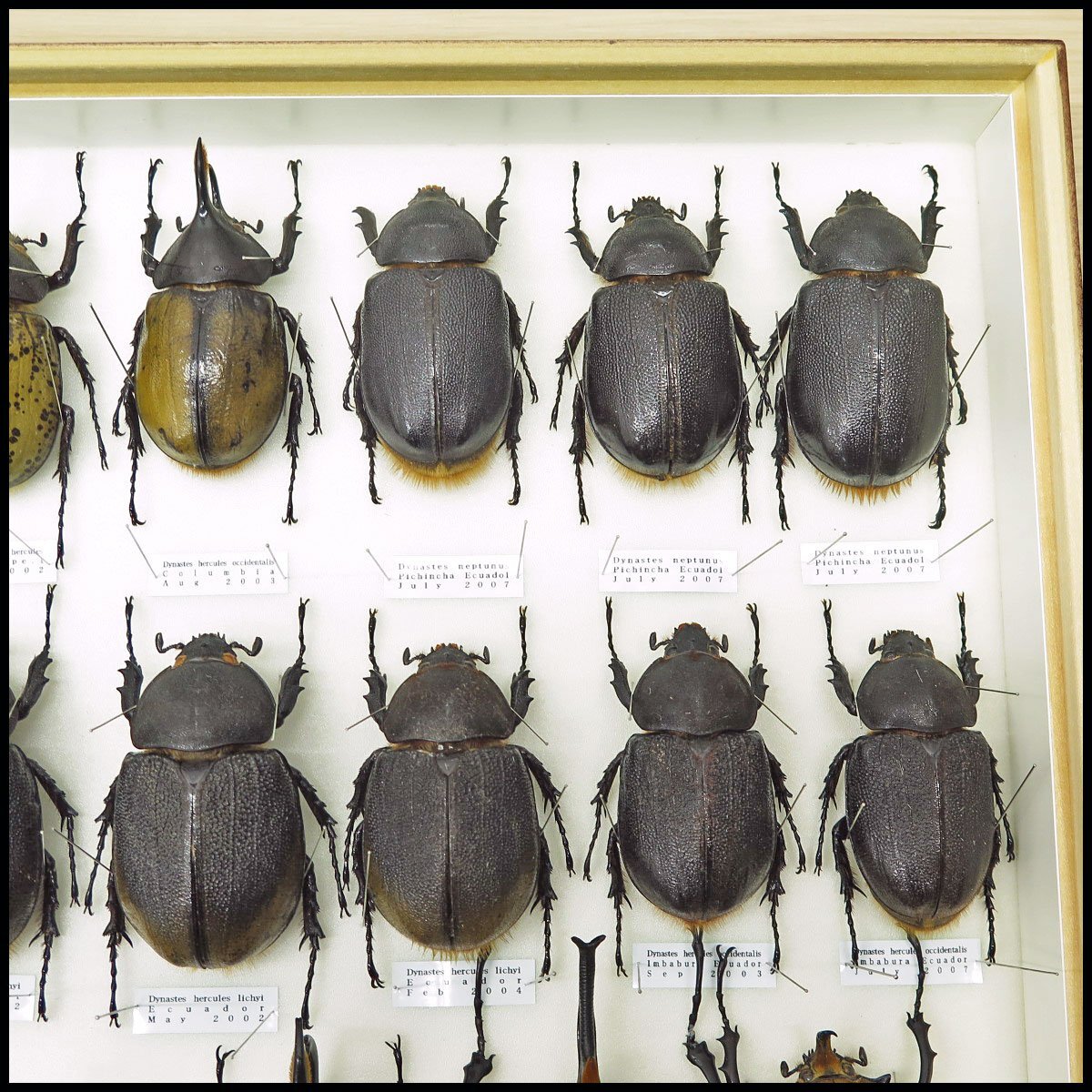 ●5) 計23匹 昆虫標本 ヘラクレスオオカブト・ネプチューンオオカブト・エレファスゾウカブト・ヒルスシロカブトなど 【現状品】カブト虫の画像5