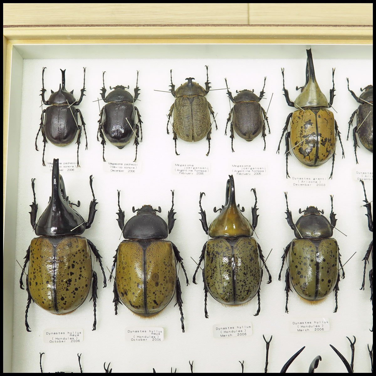 ●4) 計29匹 昆虫標本 ヒルスシロカブト・ケンタウルスオオカブト・ミンダナオアトラスオオカブトなど 【現状品】カブト虫 カブトムシの画像4