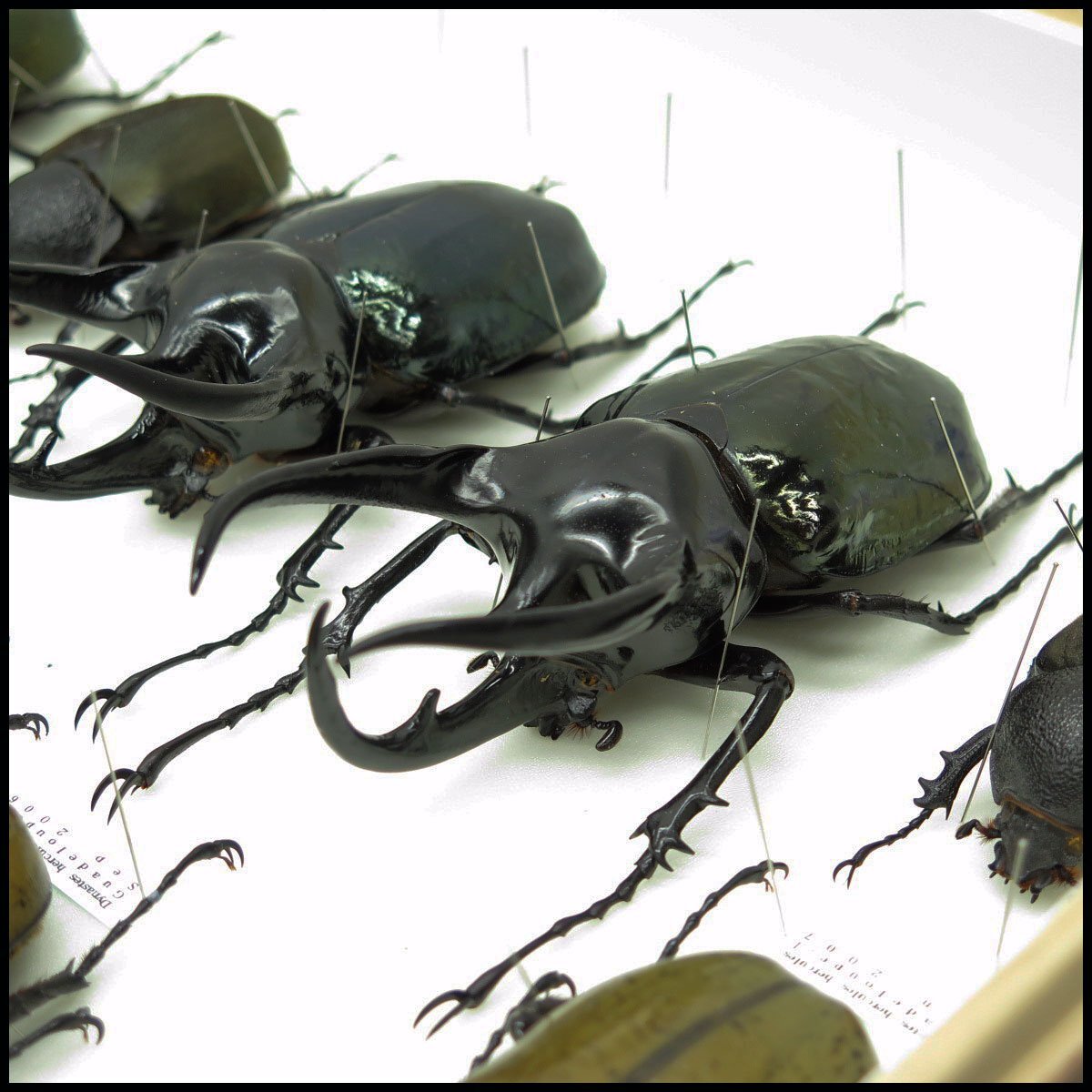 ●1) 計23匹 昆虫標本 ヘラクレスオオカブト・コーカサスオオカブト・モーレンカンプオオカブトなど 【現状品】 カブトムシ カブト虫の画像10