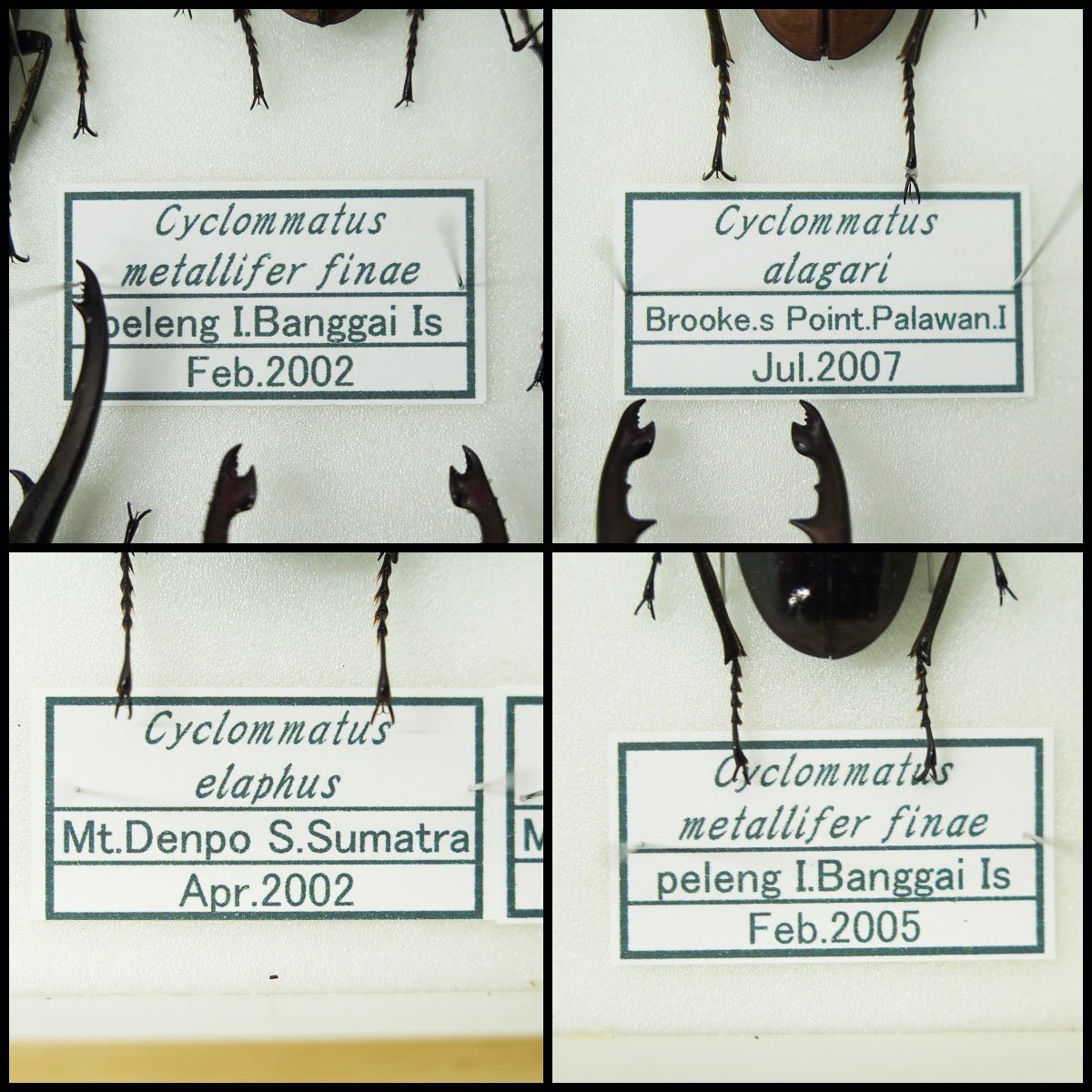 ●9) 計48匹 昆虫標本 メタリフェルホソアカクワガタ・エラフスホソアカクワガタ・アラガールホソアカクワガタなど【現状品】クワガタ虫
