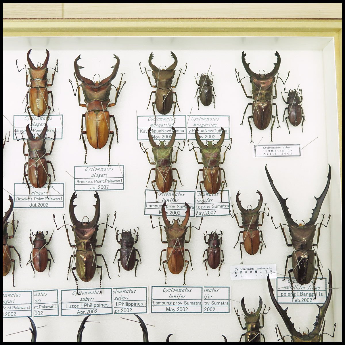*9) total 48 pcs insect specimen metaliferu ho Thor ka stag beetle *e rough spo Thor ka stag beetle *ala girl ho Thor ka stag beetle etc. [ present condition goods ] stag beetle insect 