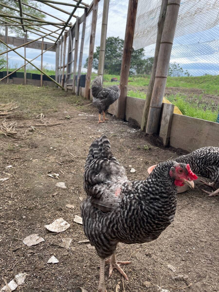 ブリモスロックの食用有精卵10個.平飼い、地鶏、軍鶏_広々とした鶏舎