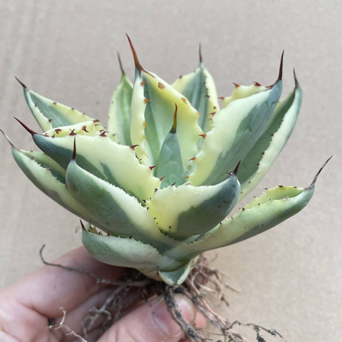 3 special selection agave chitanota succulent plant high class goods kind sand .. diamond finest quality beautiful stock 