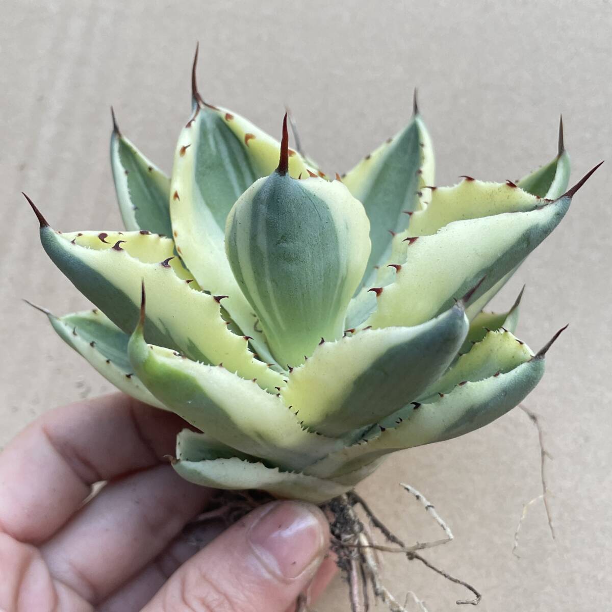 3 special selection agave chitanota succulent plant high class goods kind sand .. diamond finest quality beautiful stock 