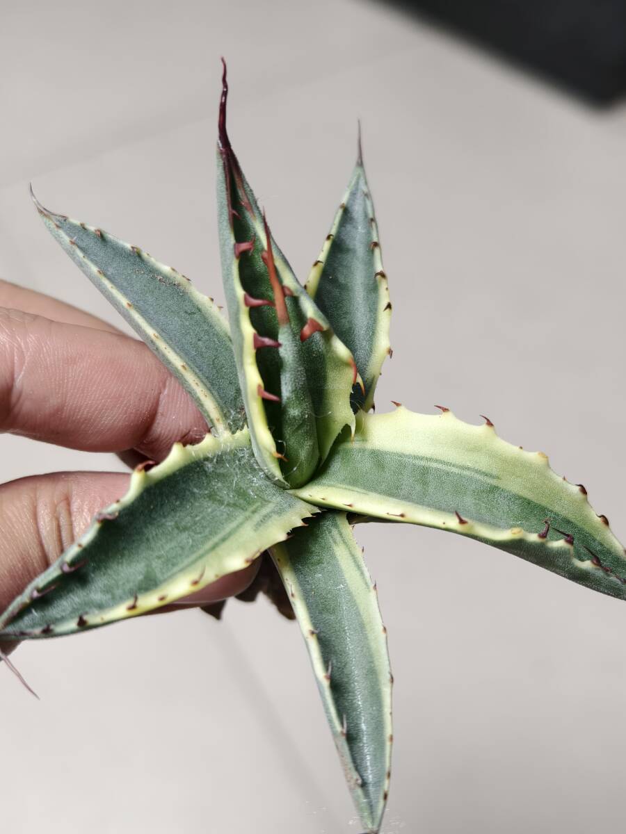 7希少 アガベ モンタナ ティファニー 斑入り 極上斑 特選優良株 レア Agave montana Tiffanの画像4