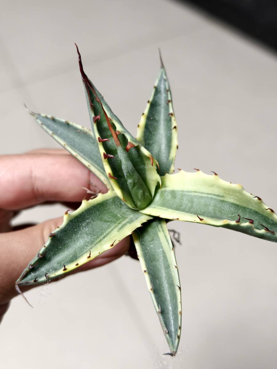 7希少 アガベ モンタナ ティファニー 斑入り 極上斑 特選優良株 レア Agave montana Tiffanの画像1