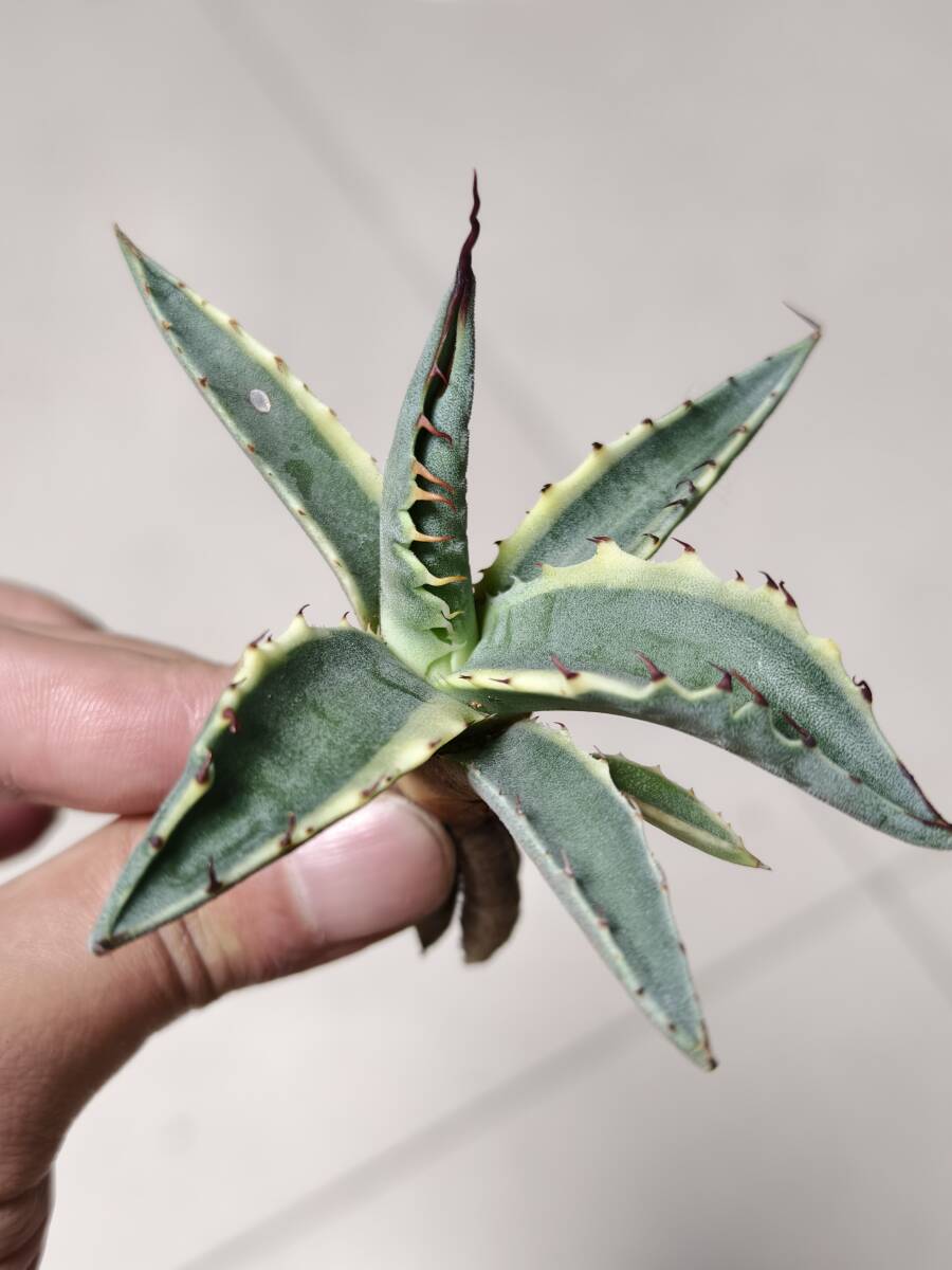 11 アガベ モンタナ ティファニー 斑入り 極上斑 特選優良株 レア Agave montana Tiffanの画像2