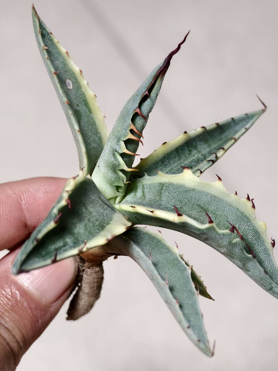 11 アガベ モンタナ ティファニー 斑入り 極上斑 特選優良株 レア Agave montana Tiffanの画像3