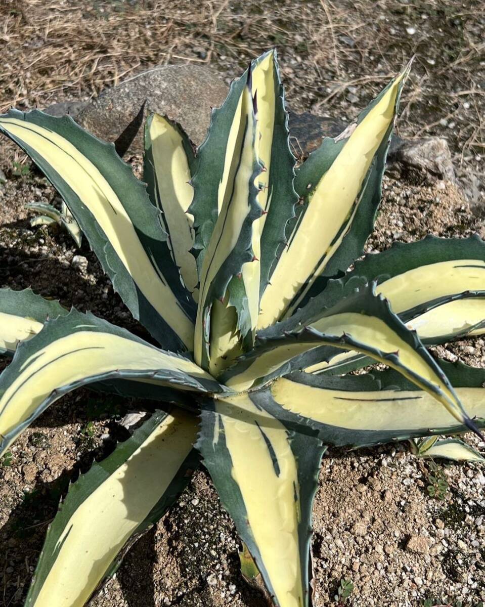 12アガベ アメリカーナ華厳黄中斑 、那智の輝 発根済みAgave americana var. medio picta 'Alba'の画像1