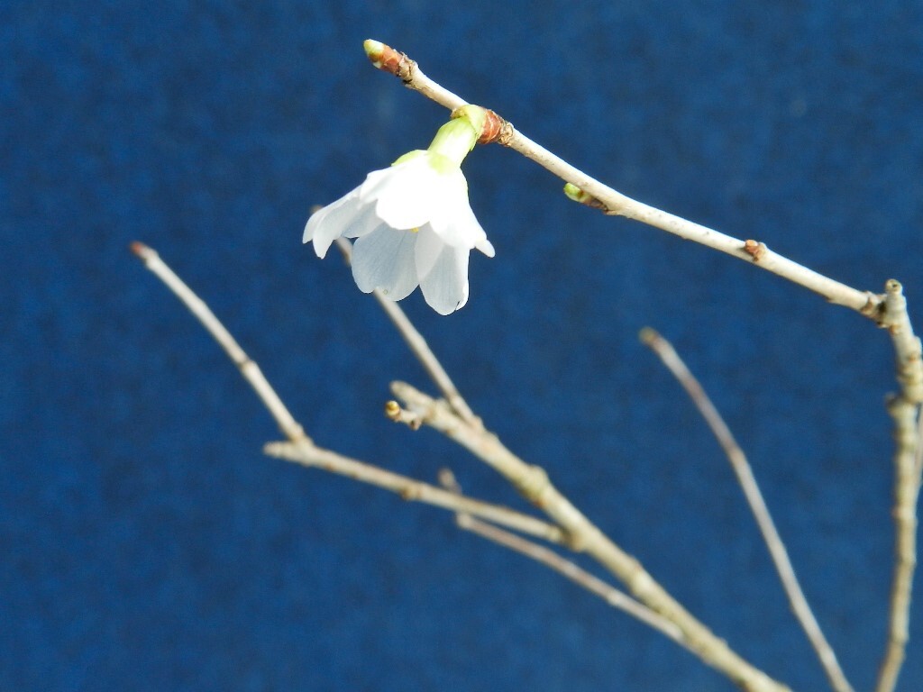 青軸.純白花　キンキマメザクラ　C・豆桜・珍品・花木・山野草_お取引苗