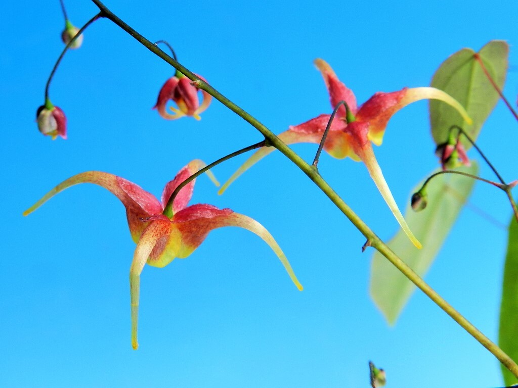 イカリ草[茜(あかね)]　B　・珍品・花木・山野草_花見本