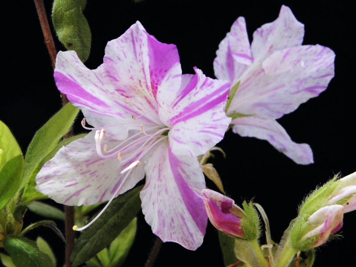 絞り咲 山ツツジ系　A・珍品・花木・山野草_花見本