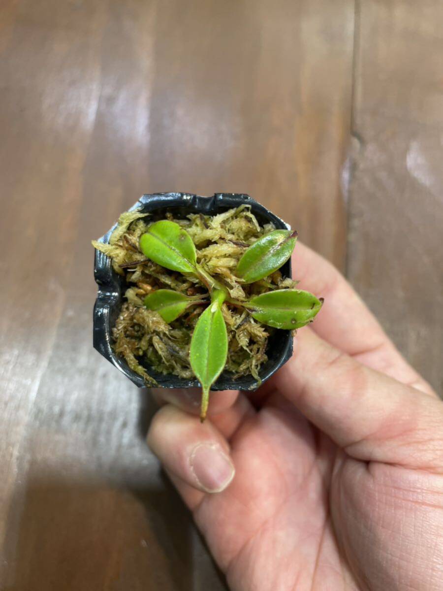 Nepenthes edwardsiana Tambuyukon seed grown ネペンテス　 食虫植物_出品現物です。