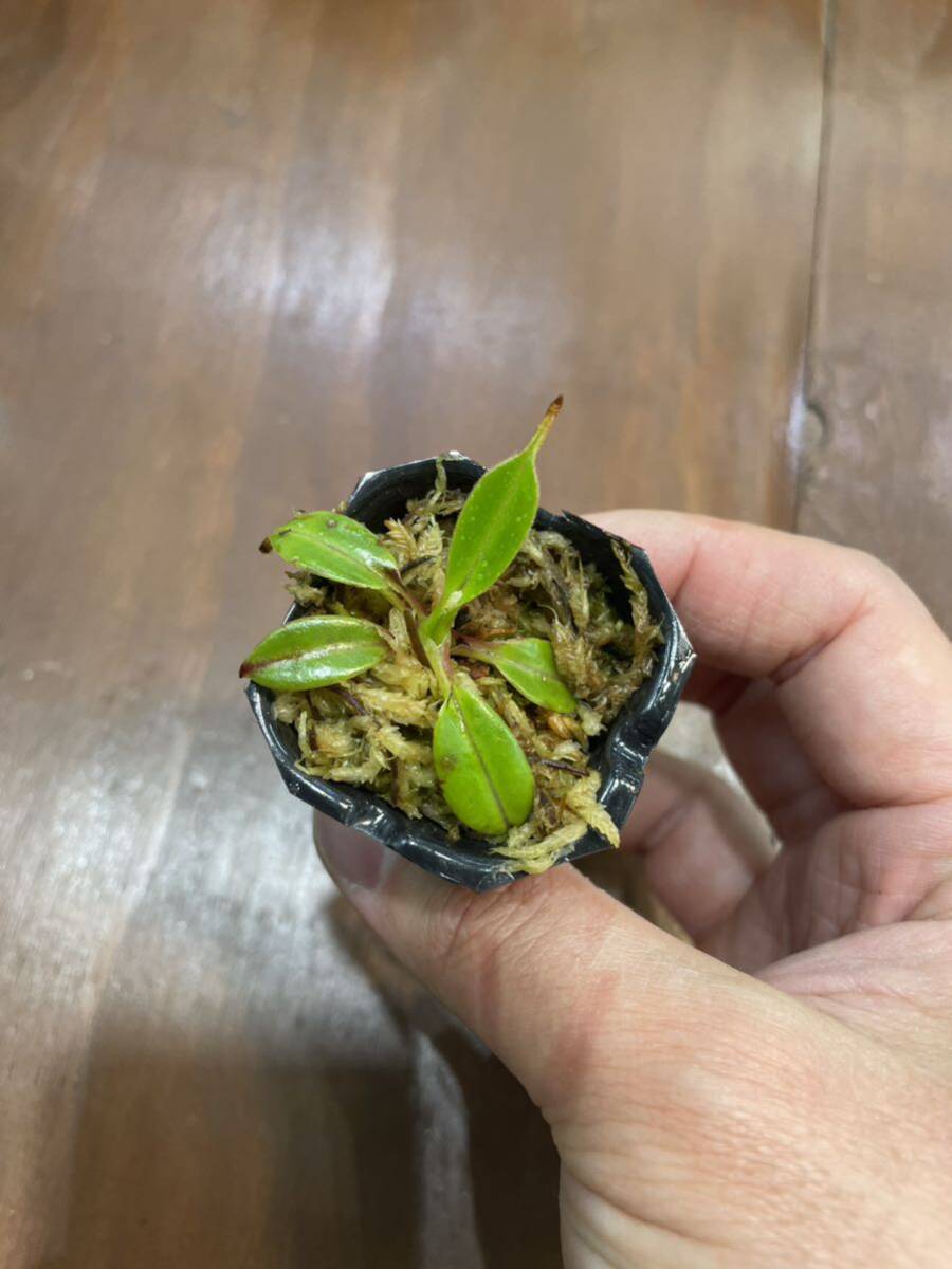 Nepenthes edwardsiana Tambuyukon seed grown ネペンテス　 食虫植物_画像4