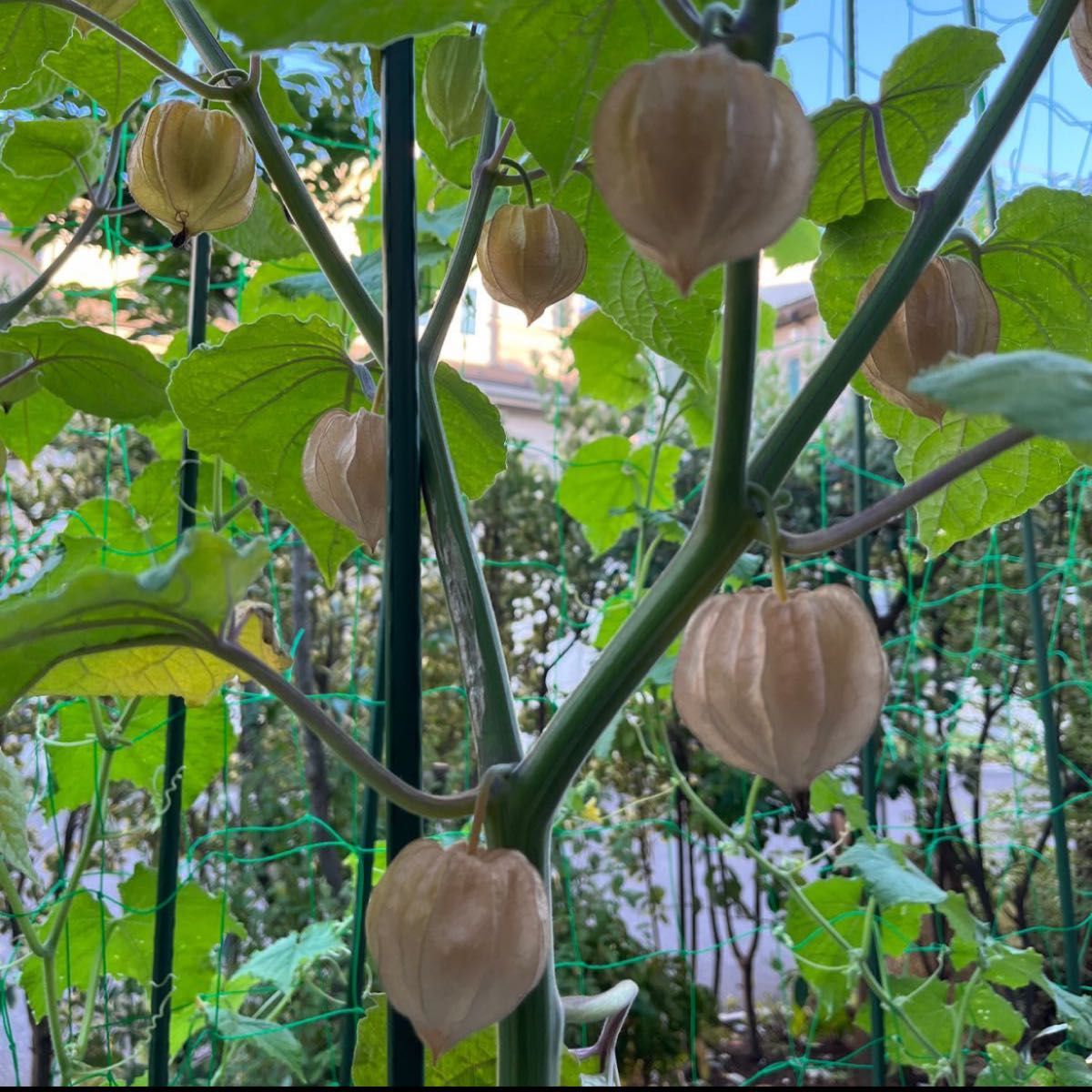 白ゴーヤ&食用ほおずき(インカベリー) 自家採取　家庭菜園種セット　夏野菜