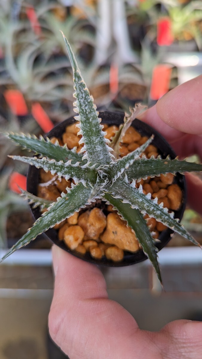 【Dyckia】ディッキア ’Purple Red Silver‘ 子株 発根管理中の画像3