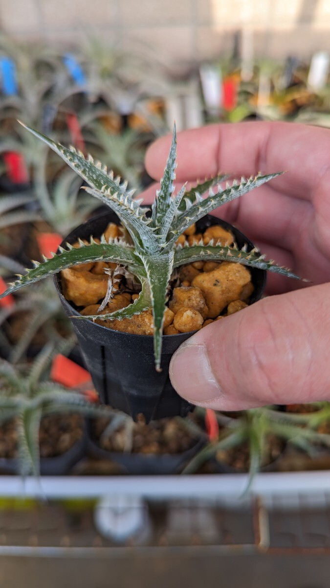 【Dyckia】ディッキア ’Purple Red Silver‘ 子株 発根管理中の画像4