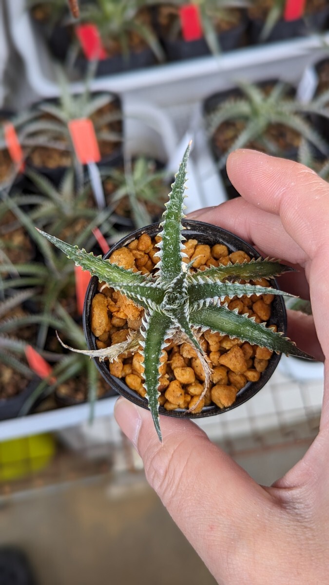 【Dyckia】ディッキア ’Purple Red Silver‘ 子株　発根管理中_画像1