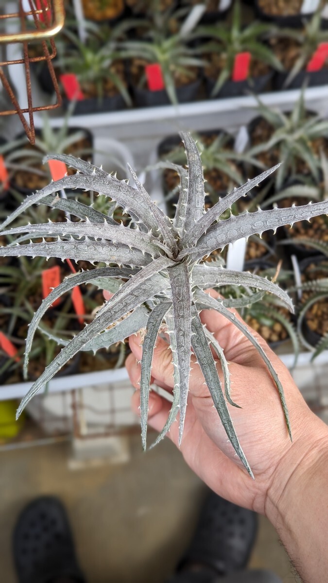 【Dyckia】ディ goehringiiMichel Bromelia clone 子株 2024.04.21採取の画像3