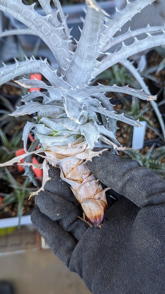 【Dyckia】ディッキア goehringii Michel Bromelia clone 子株 2024.04.21採取の画像5