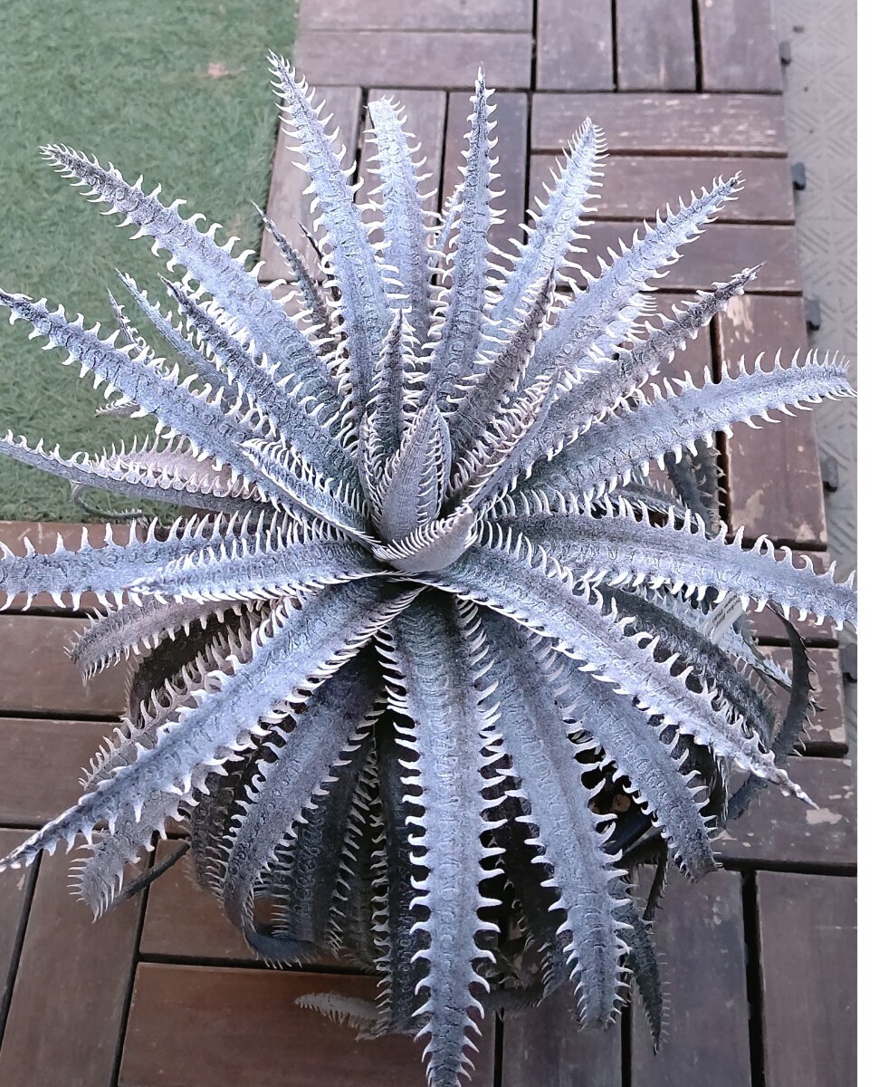 【Dyckia】(BSF3D11 x Bangkok Star#1)x Nagas PS#3Sueb Hybrid　ディッキア　子株　2024.04.28採取_画像1