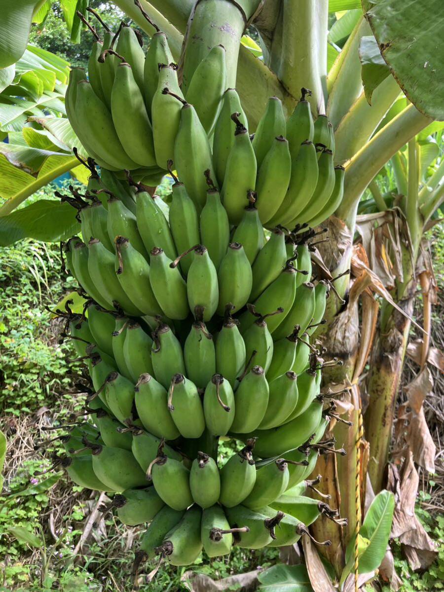 銀バナナの苗とオマケで銀バナナ、ドワーフナムワのバナナ実、合計5本_画像4