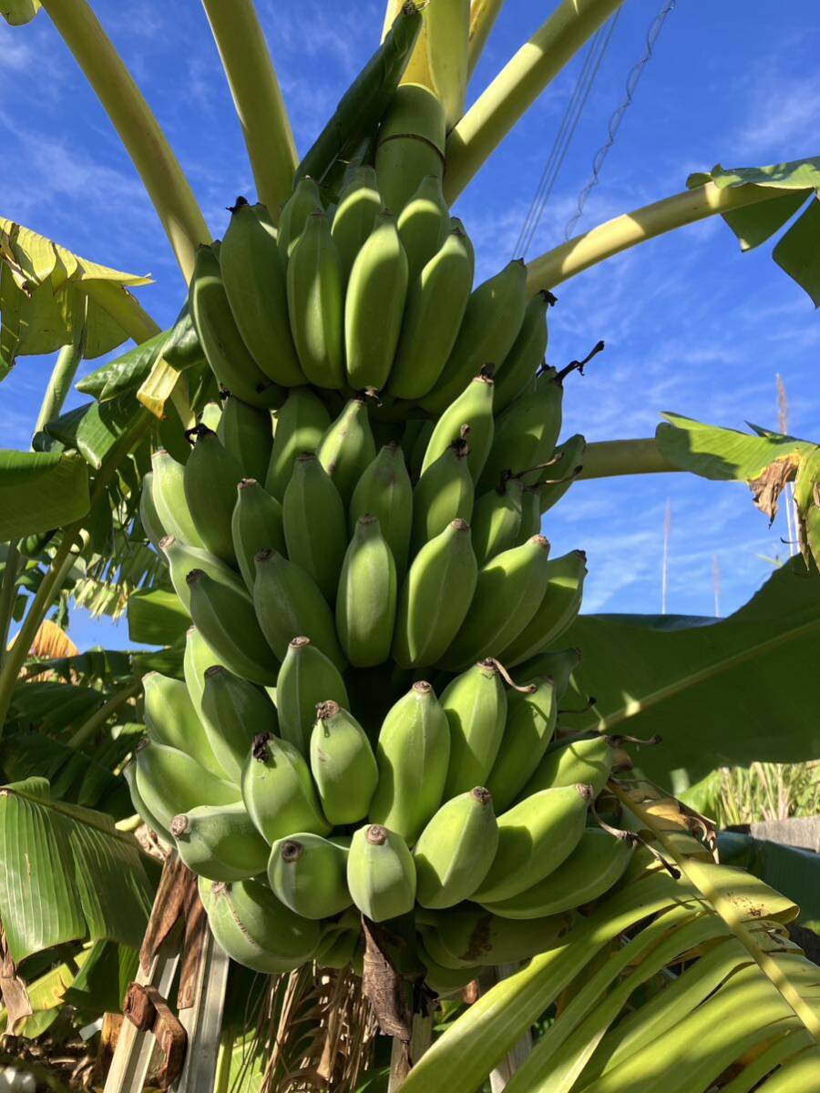  島バナナの苗2本とオマケで銀バナナ、ドワーフナムワのバナナ実、合計5本 _画像4