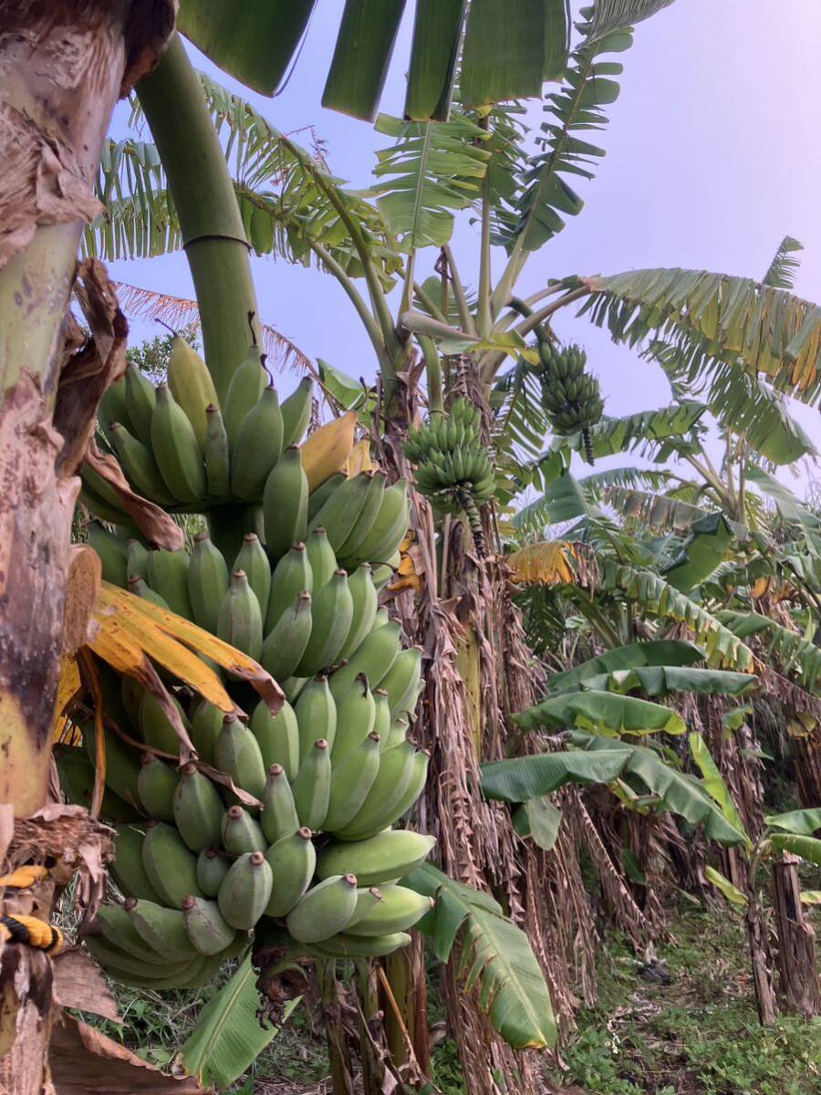 【大苗＆子株付き♪】 銀バナナの苗2本とオマケで銀バナナ、ドワーフナムワのバナナ実を合計5本の画像7
