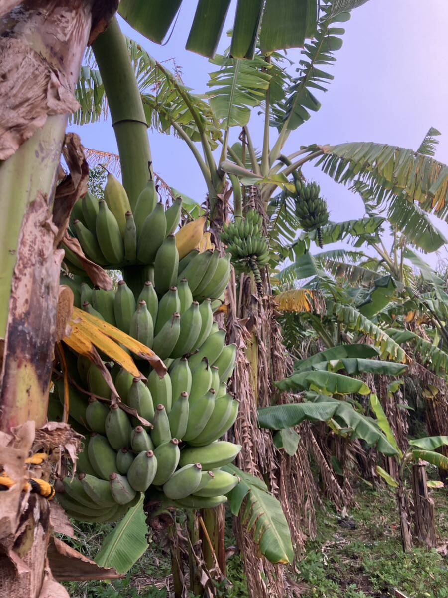 【大苗＆子株付き♪】 銀バナナの苗2本とオマケで銀バナナ、ドワーフナムワのバナナ実を合計5本の画像10