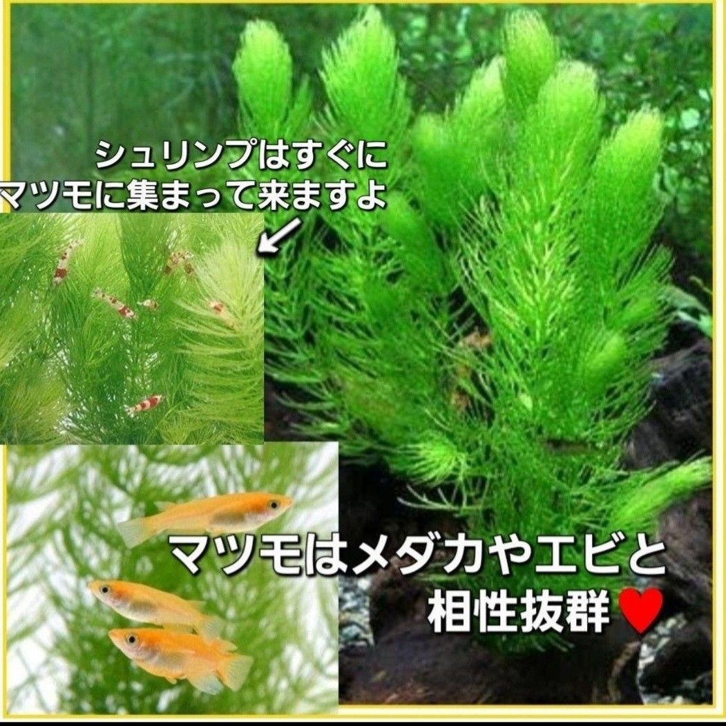 天然　水草セット　【5種類】　アナカリス　マツモ　ガボンバ　めだか　　産卵床　　アマゾンフロッグピット ろ材 　浮草