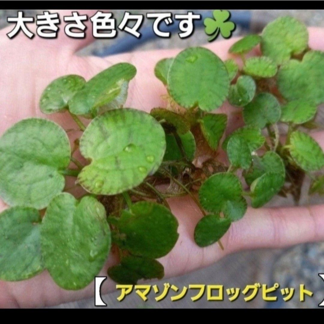 天然　水草セット