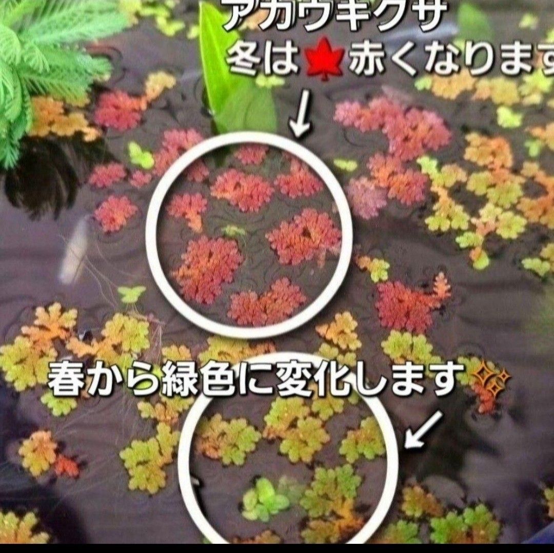 天然　水草セット　【5種類+おもり5個付】き　アナカリス　マツモ　ガボンバ　めだか　　産卵床　　アマゾンフロッグピット ろ材