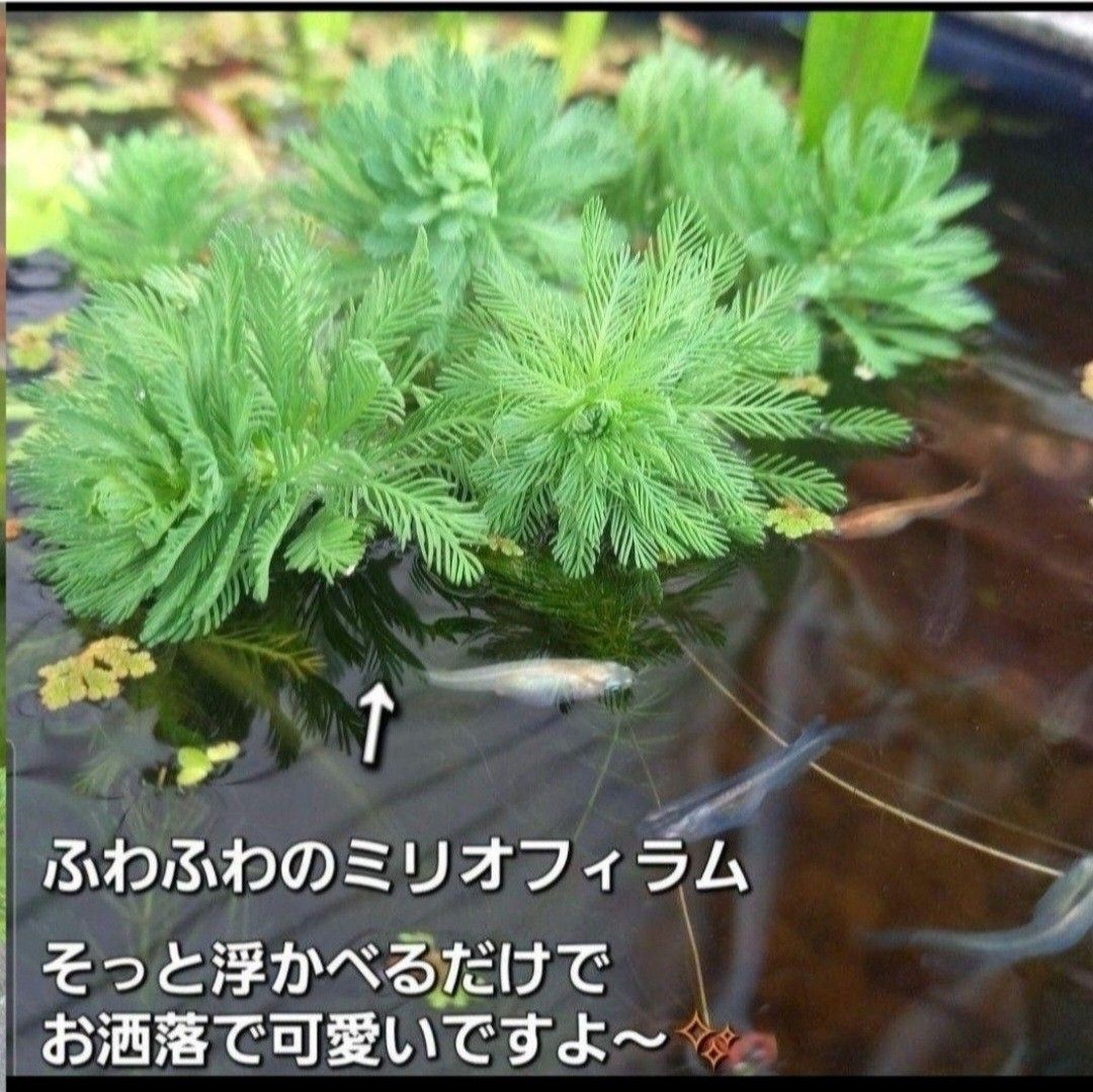 天然　水草セット　【5種類+おもり5個付】き　アナカリス　マツモ　ガボンバ　めだか　　産卵床　　アマゾンフロッグピット ろ材