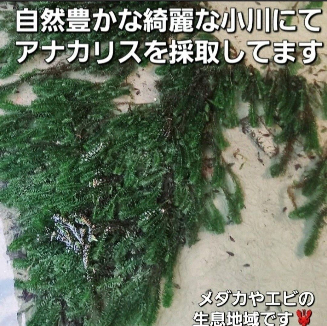 天然　水草5点セット　【おもり5個付き】　アナカリス　ミリオフィラム　アカウキクサ　めだか　　産卵床　　アマゾンフロッグピット 