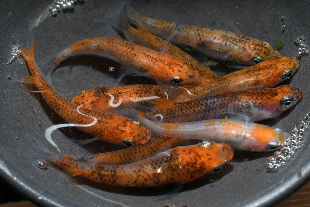 【猫飯舘山寺】墨黒朱赤三色錦透明鱗メダカ・５ペア　　　タ１２　　４月プレ企画中【カルキ抜き】　現物　めだか_画像2