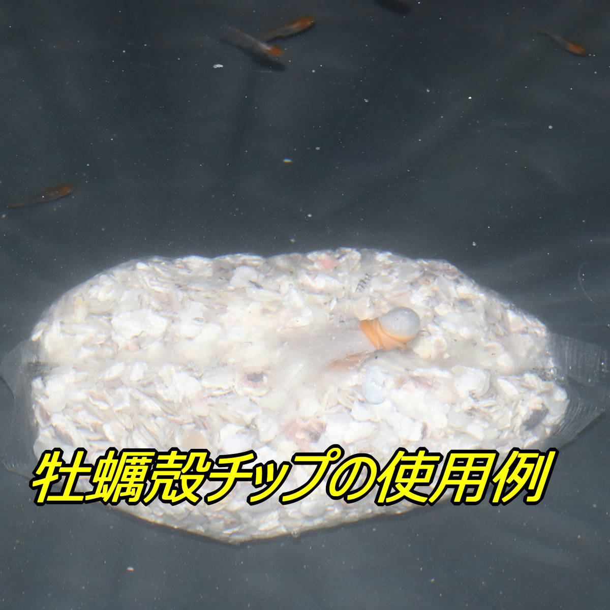 牡蠣殻チップ・800ｇ   【猫飯】 カキガラ 水質安定 送料無料！ の画像3