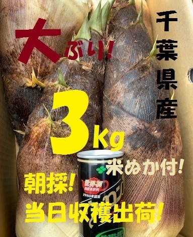 売切数量２! お得3kg 送料無料! 千葉県産 朝採! ぬか付 大ぶり やわらかい 筍 美味しい! 天然物 タケノコ 当日収穫発送 新鮮の画像3