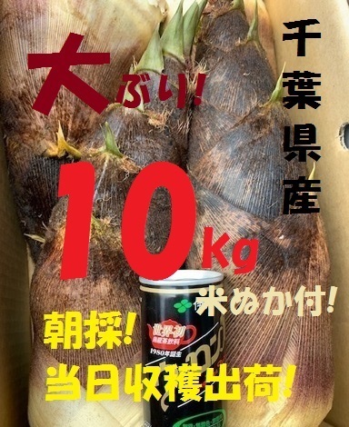お得10kg 送料無料! 千葉県産 朝採! ぬか付 大ぶり やわらかい 筍 美味しい! 天然物  タケノコ 当日収穫発送 新鮮の画像3