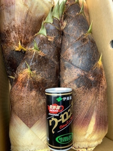 お得3kg 送料無料! 千葉県産 朝採! ぬか付 大ぶり やわらかい 筍 美味しい! 天然物 タケノコ 当日収穫発送 新鮮の画像4
