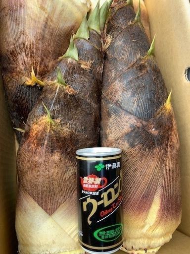 クール便着払! お得10kg 千葉県産 朝採! ぬか付 大ぶり やわらかい 筍 美味しい! 天然物  タケノコ 当日収穫発送 新鮮の画像4