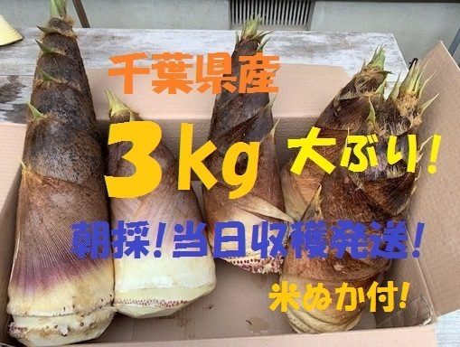 売切数量２! お得3kg 送料無料! 千葉県産 朝採! ぬか付 大ぶり やわらかい 筍 美味しい! 天然物 タケノコ 当日収穫発送 新鮮の画像1