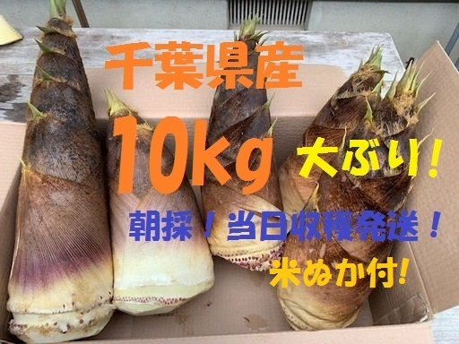 お得10kg 送料無料! 千葉県産 朝採! ぬか付 大ぶり やわらかい 筍 美味しい! 天然物  タケノコ 当日収穫発送 新鮮の画像1