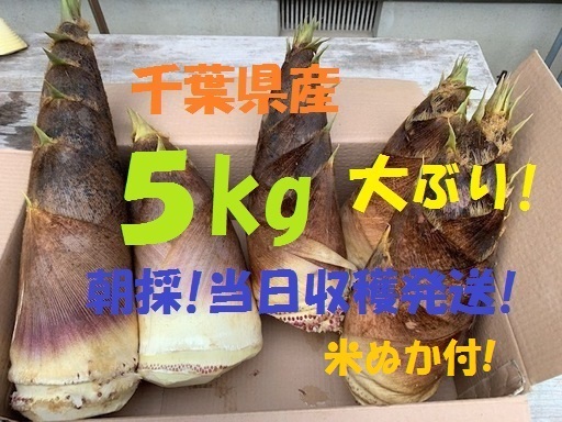 お得5kg 送料無料! 千葉県産 朝採! ぬか付 大ぶり やわらかい 筍 美味しい! 天然物 タケノコ 当日収穫発送  新鮮の画像1