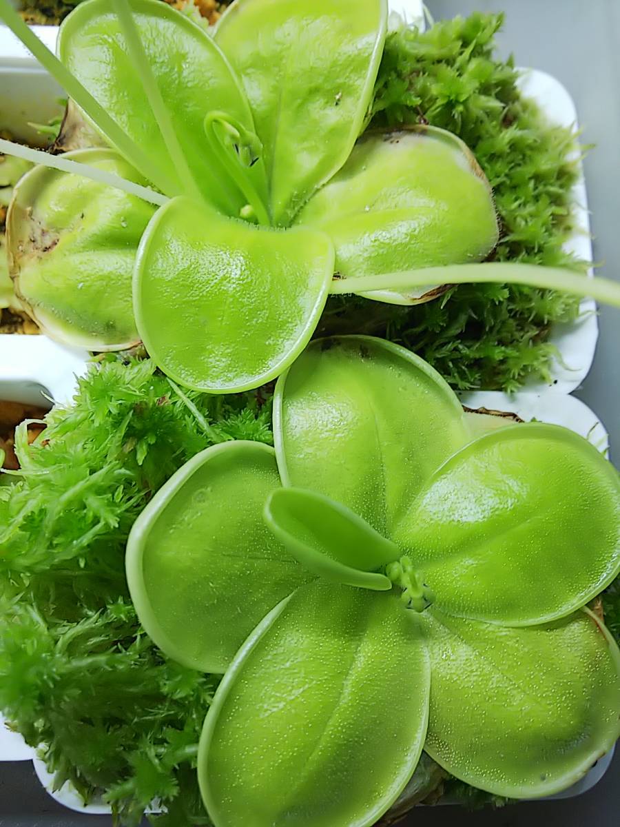 食虫植物 ピンギキュラ・ジャッキー 種子10粒_参考画像
