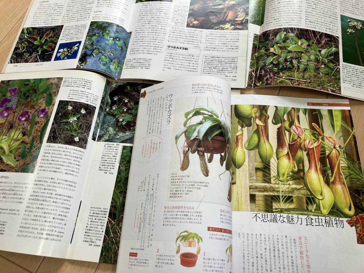 食虫植物　　関連本　　ウツボカズラ　　ハエトリソウ　　フクロユキノシタ　　趣味の園芸 古本_画像3