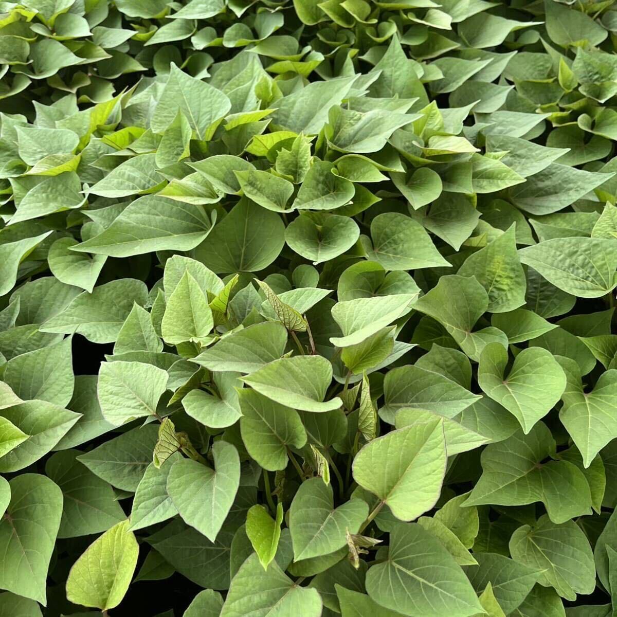 さつまいも 切苗 紅あずま 100本 ベニアズマの画像2