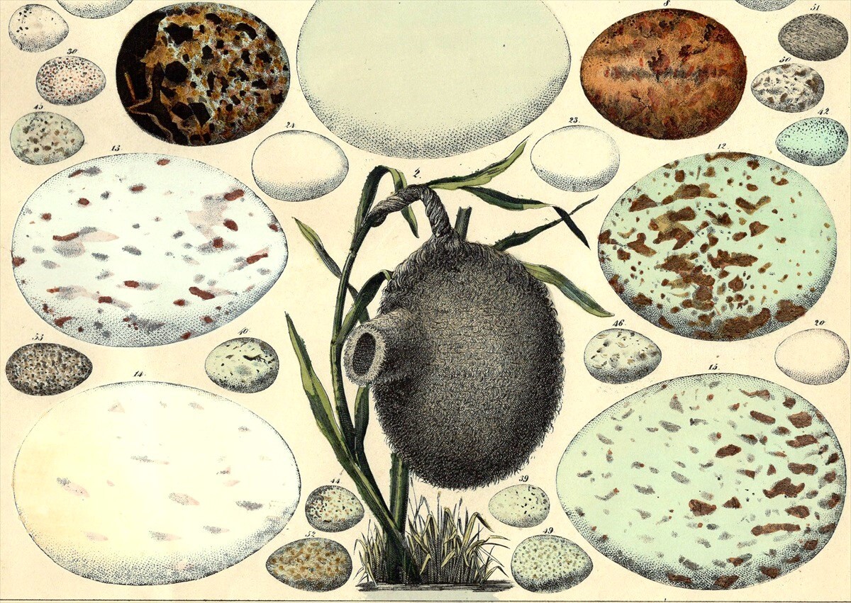 1843年 Oken 博物図鑑 手彩色 鋼版画 大判 ヨーロッパハチクマ アカトビ コアカゲラ エナガ ベニヒワ 卵 巣など53種 博物画_画像3