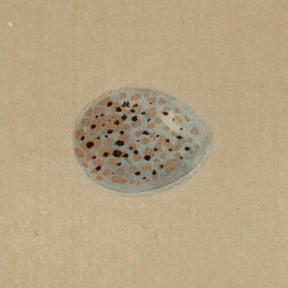 1896年 Morris 英国鳥類の巣と卵の自然史 木版画 ホオジロ科 カシラダカ Rustic Bunting コホオアカ Little Bunting 卵 博物画の画像2