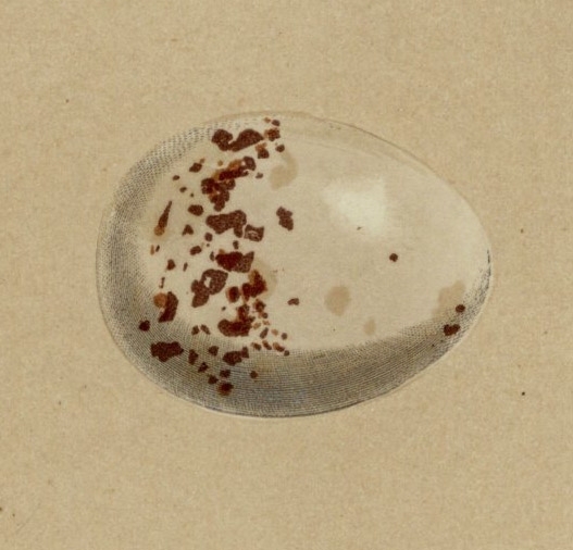 1896年 Morris 英国鳥類の巣と卵の自然史 木版画 カモメ科 アジサシ属 アジサシ Common Tern 卵 博物画の画像3